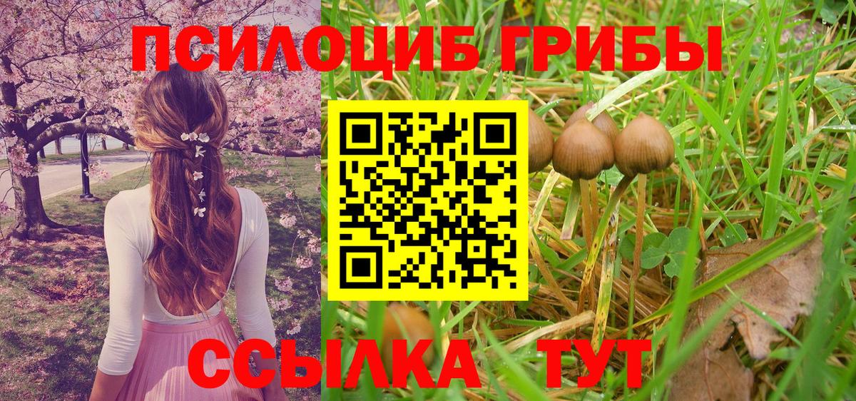 Галлюциногенные грибы Psilocybe Кизилюрт